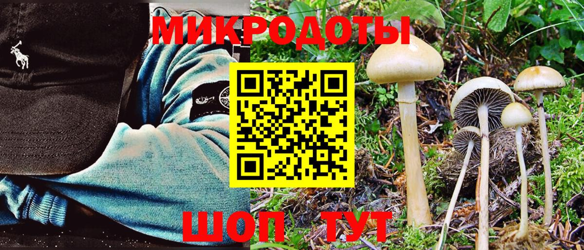 Галлюциногенные грибы Psilocybine cubensis Лабинск